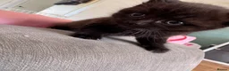 British Shorthair cats for sale: British short hair cross  - Advert 6