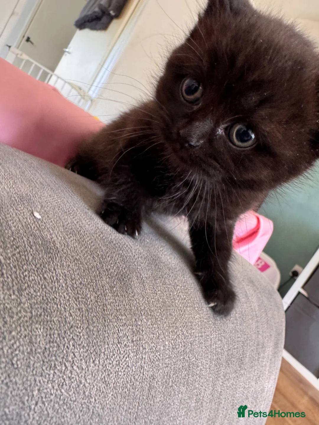 British Shorthair cats for sale: British short hair cross  - Advert 6