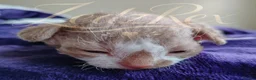 Devon Rex cats for sale: Beautiful Devon Rex Kitten - Advert 5