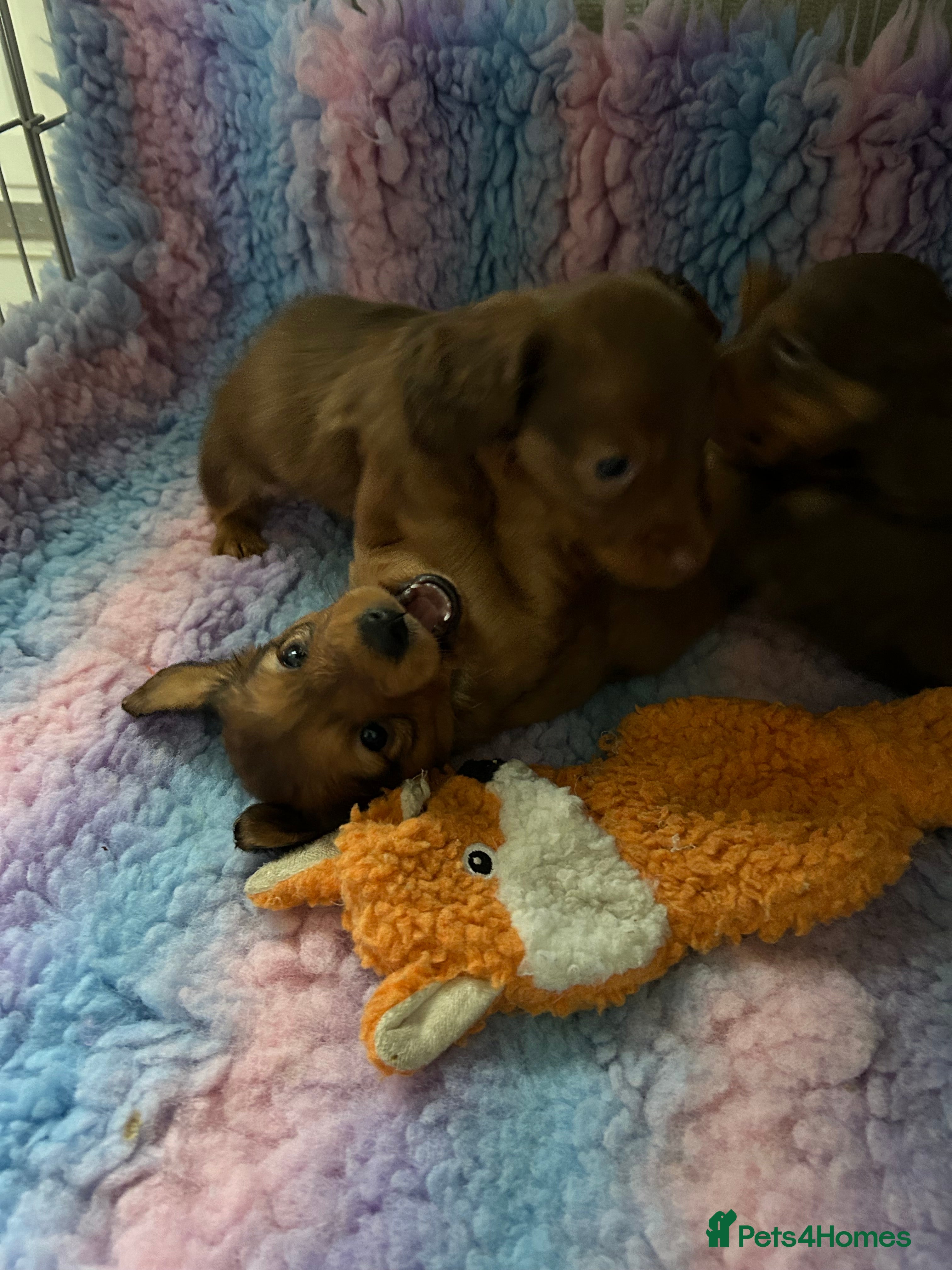 Miniature Dachshund dogs Miniature long haired dachshund  - Advert 12