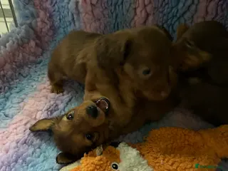 Miniature Dachshund dogs Miniature long haired dachshund - Advert 12