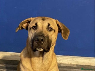 Mixed Breed dogs Presa canario mix husky - Advert 1