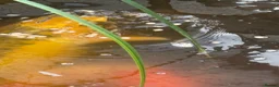 Koi Carp fish for sale: Closing Pond - Advert 3