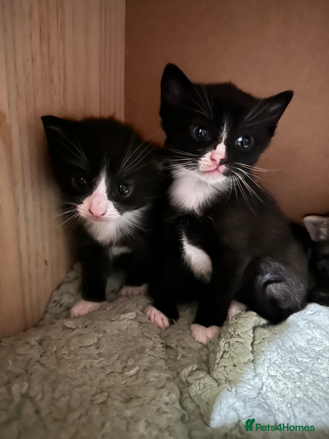 Mixed Breed cats for sale: 4x kittens for sale  - Image 1