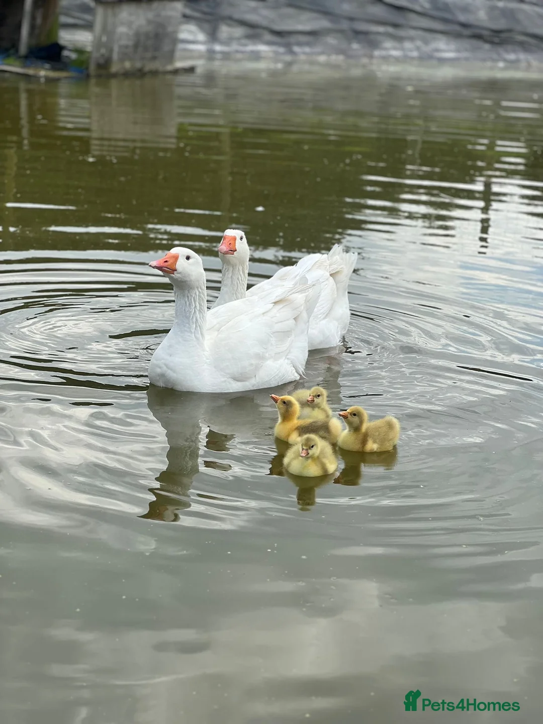 Geese poultry for sale: Embden goose hatching eggs - Advert 1