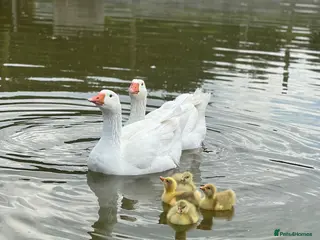 Geese poultry Embden goose hatching eggs - Advert 4