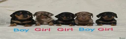 Miniature Dachshund dogs for sale: Miniature Dachshund puppys ready now  - Advert 7