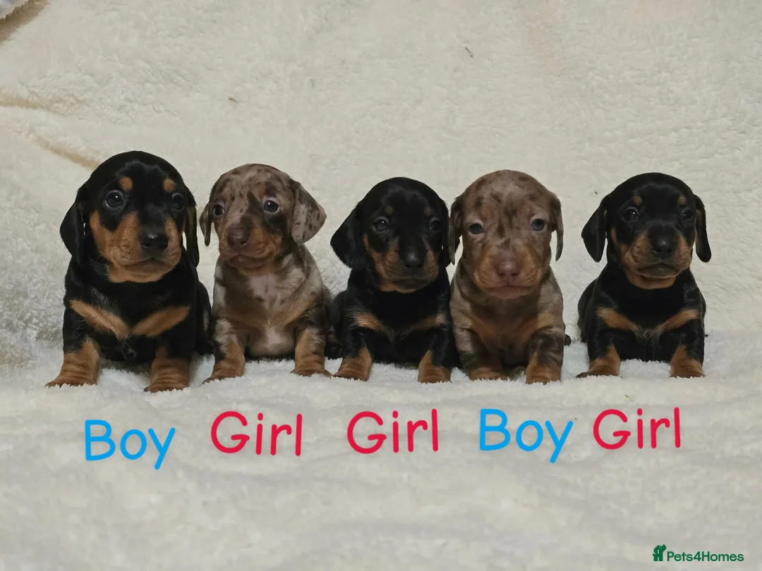 Miniature Dachshund dogs for sale: Miniature Dachshund puppys ready now  - Advert 7