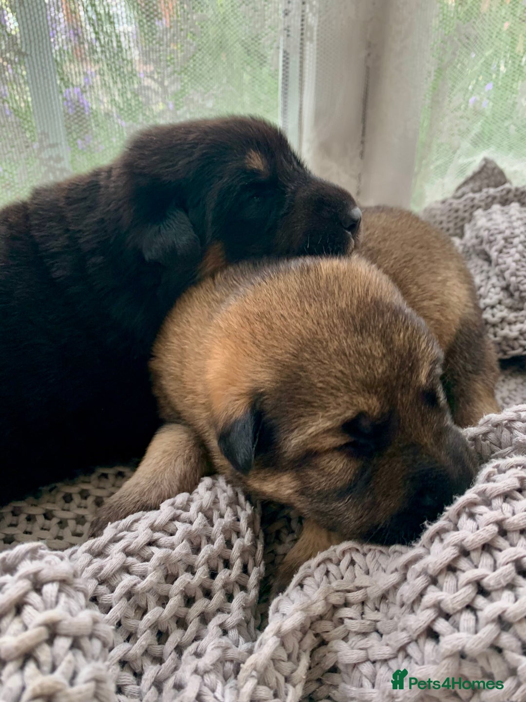 Mixed Breed dogs for sale: Labrador x German Shepard puppies - Image 1