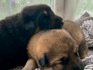 Mixed Breed dogs - Advert 32