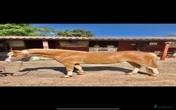 Welsh Section A horses for sale: 4 yr old welsh sec A filly - Image 2