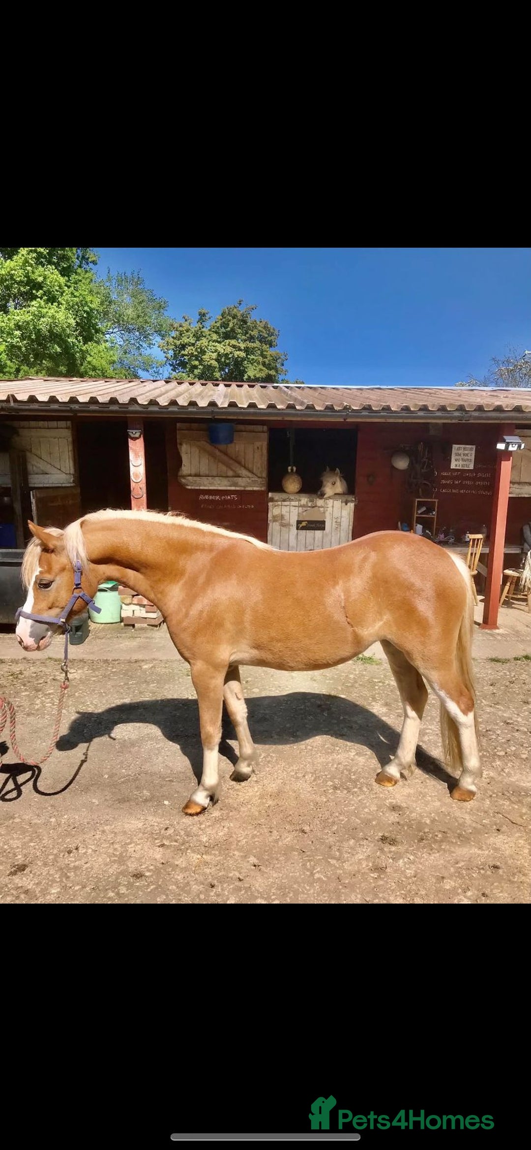 Welsh Section A horses for sale: 4 yr old welsh sec A filly - Image 2