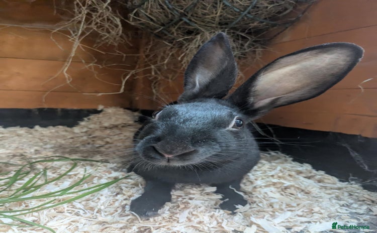 English rabbits - Advert 2