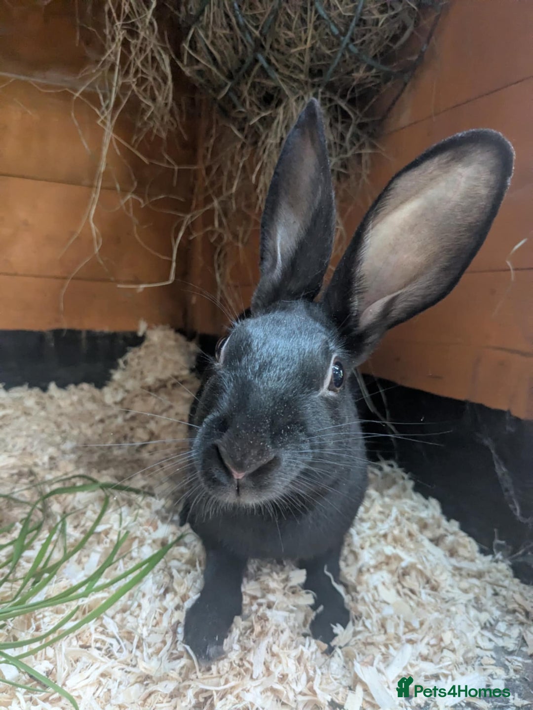 English rabbits for sale: Yurvac vaccinated purebred baby English rabbit! - Image 1