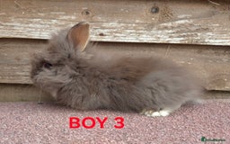 Lionhead rabbits for sale: Beautiful lionheads - Image 3