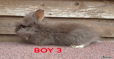 Lionhead rabbits - Advert 6