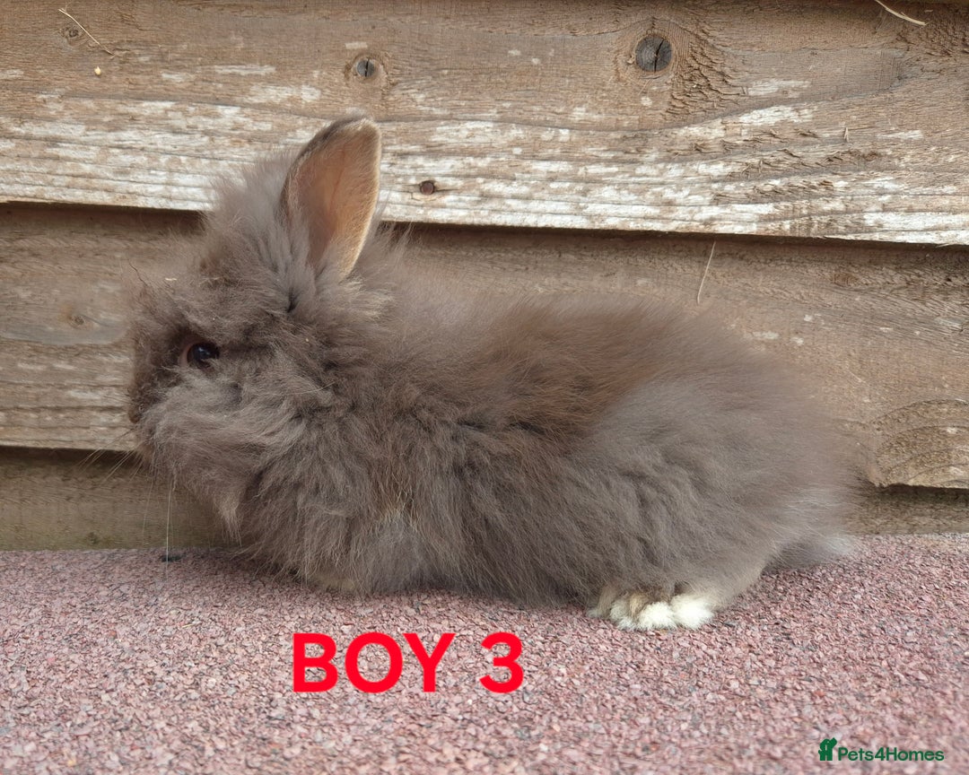 Lionhead rabbits for sale: Beautiful lionheads - Image 3