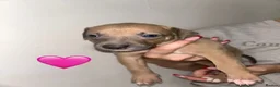 Mixed Breed dogs for sale: Bull lurchers in Leek - Advert 27