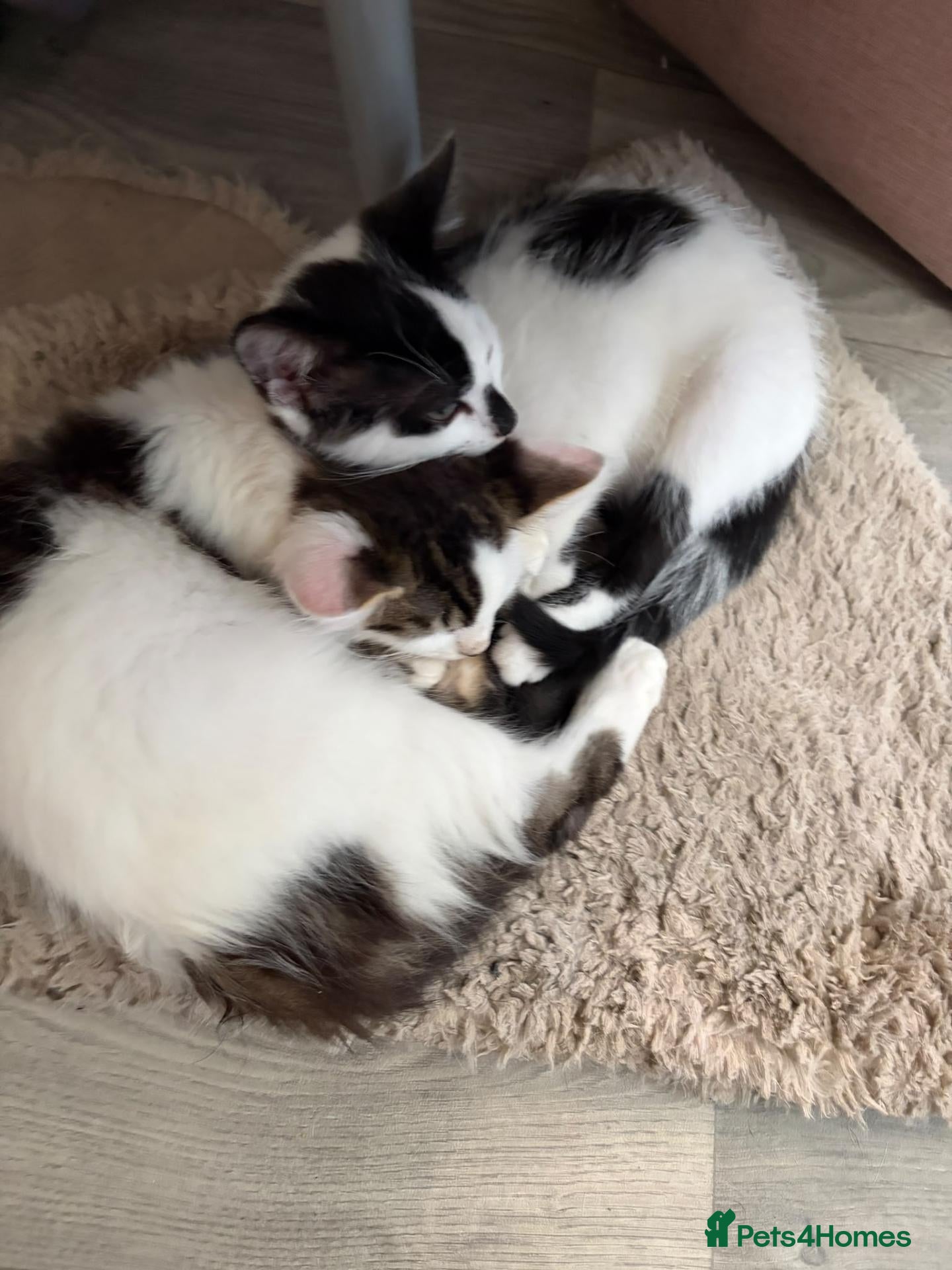 Mixed Breed cats Beautiful friendly kittens - Advert 1