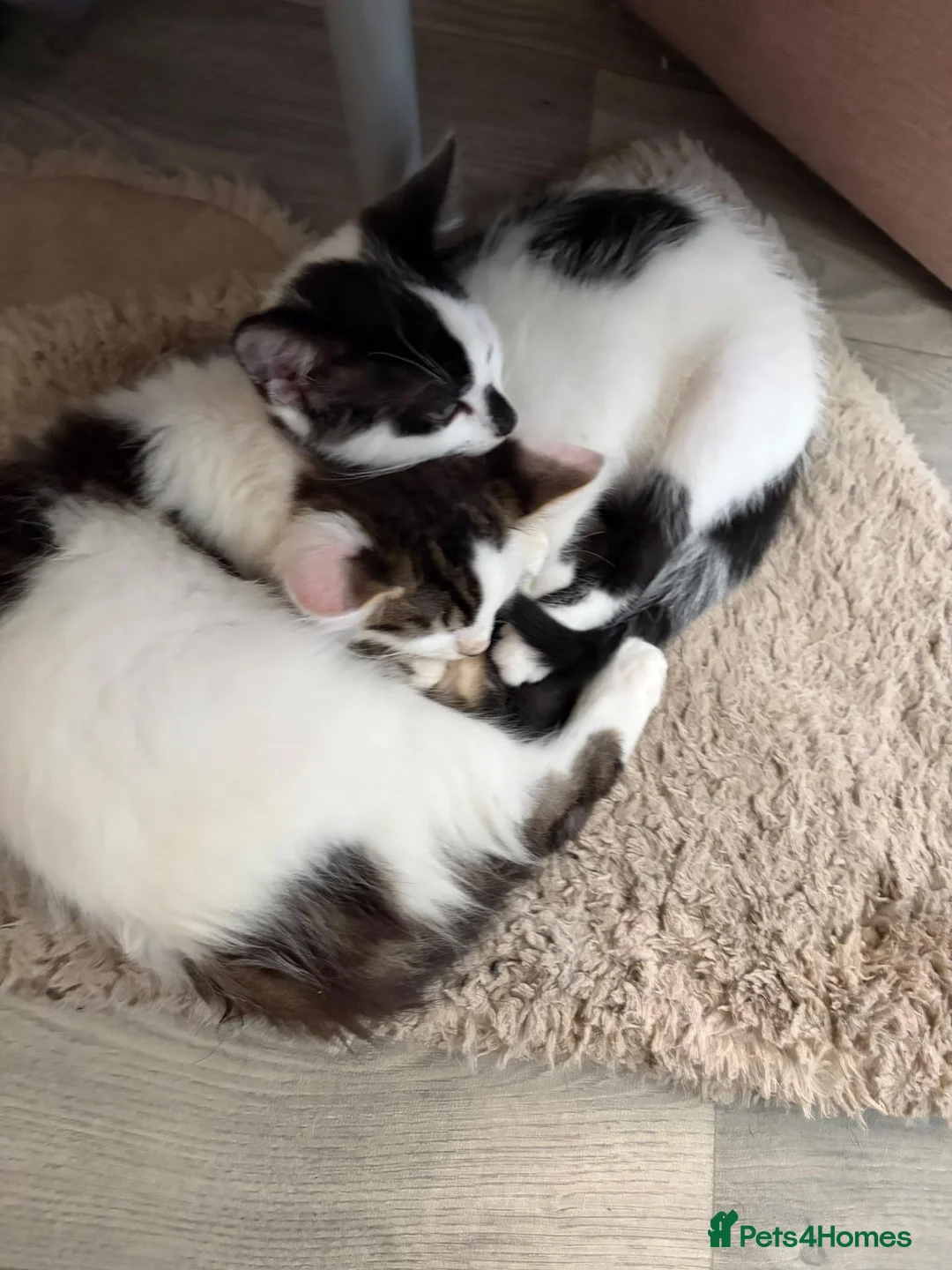 Mixed Breed cats for sale: Beautiful friendly kittens - Advert 1