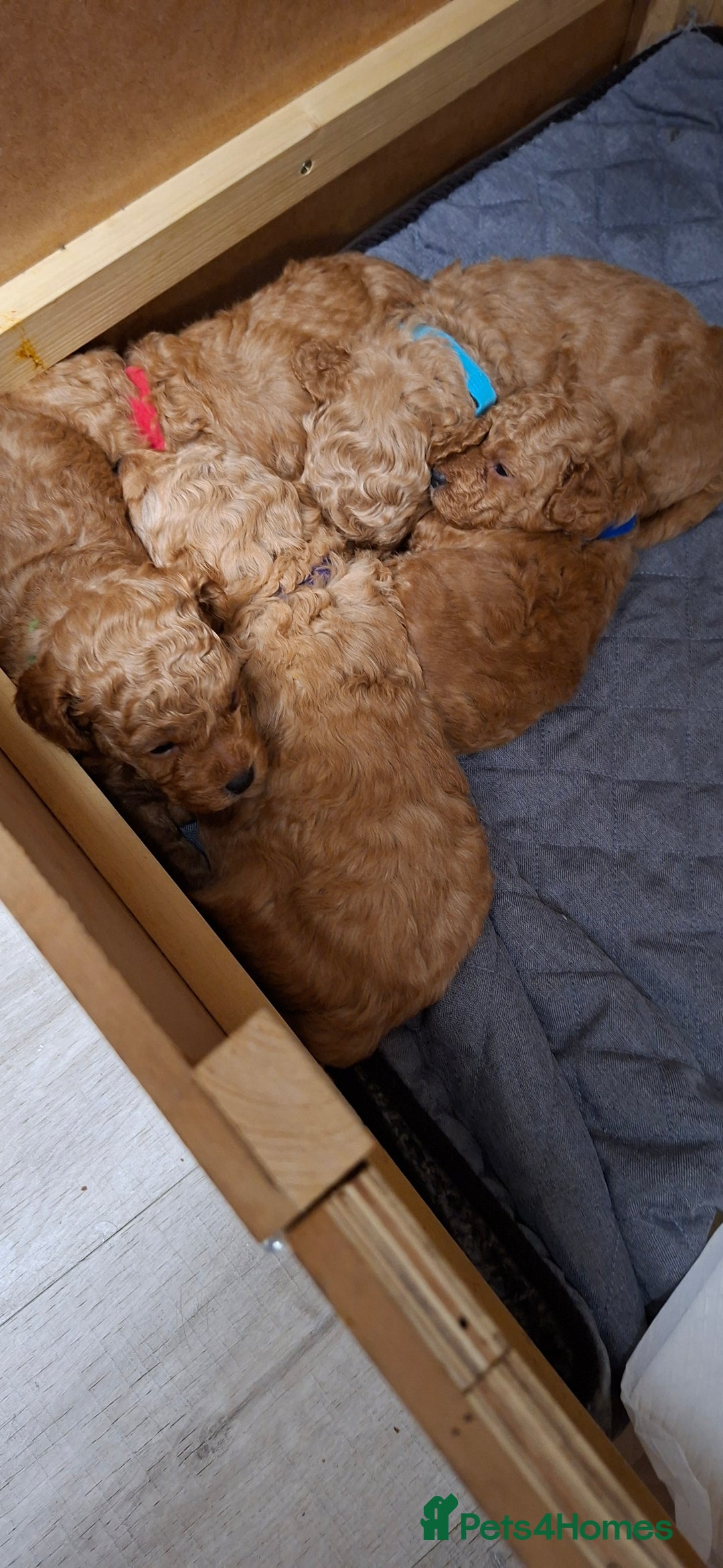 Toy Poodle dogs for sale: Beautiful Small Toy Poodle Pups for Sale. - Image 1
