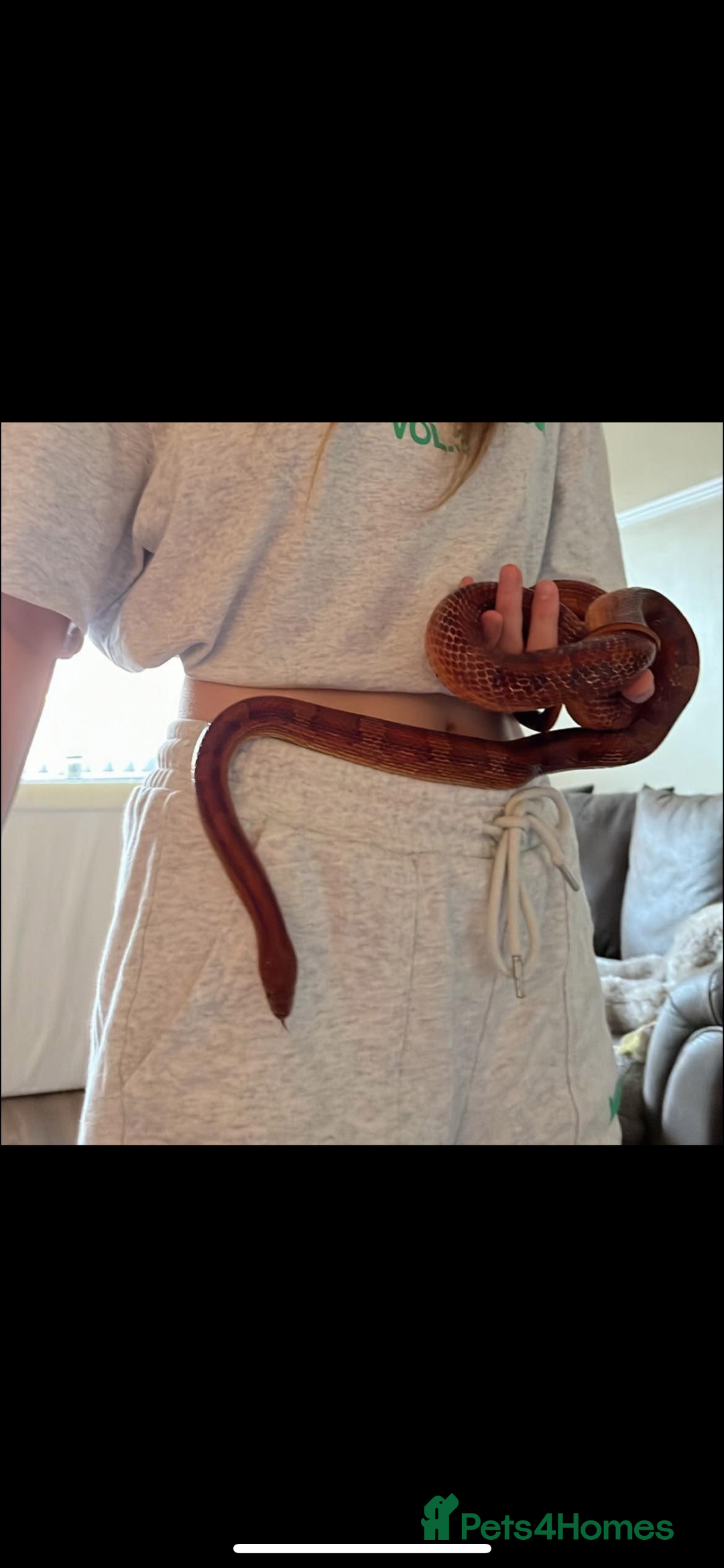 Corn Snake reptiles for sale: Corn snake for sale  - Image 2
