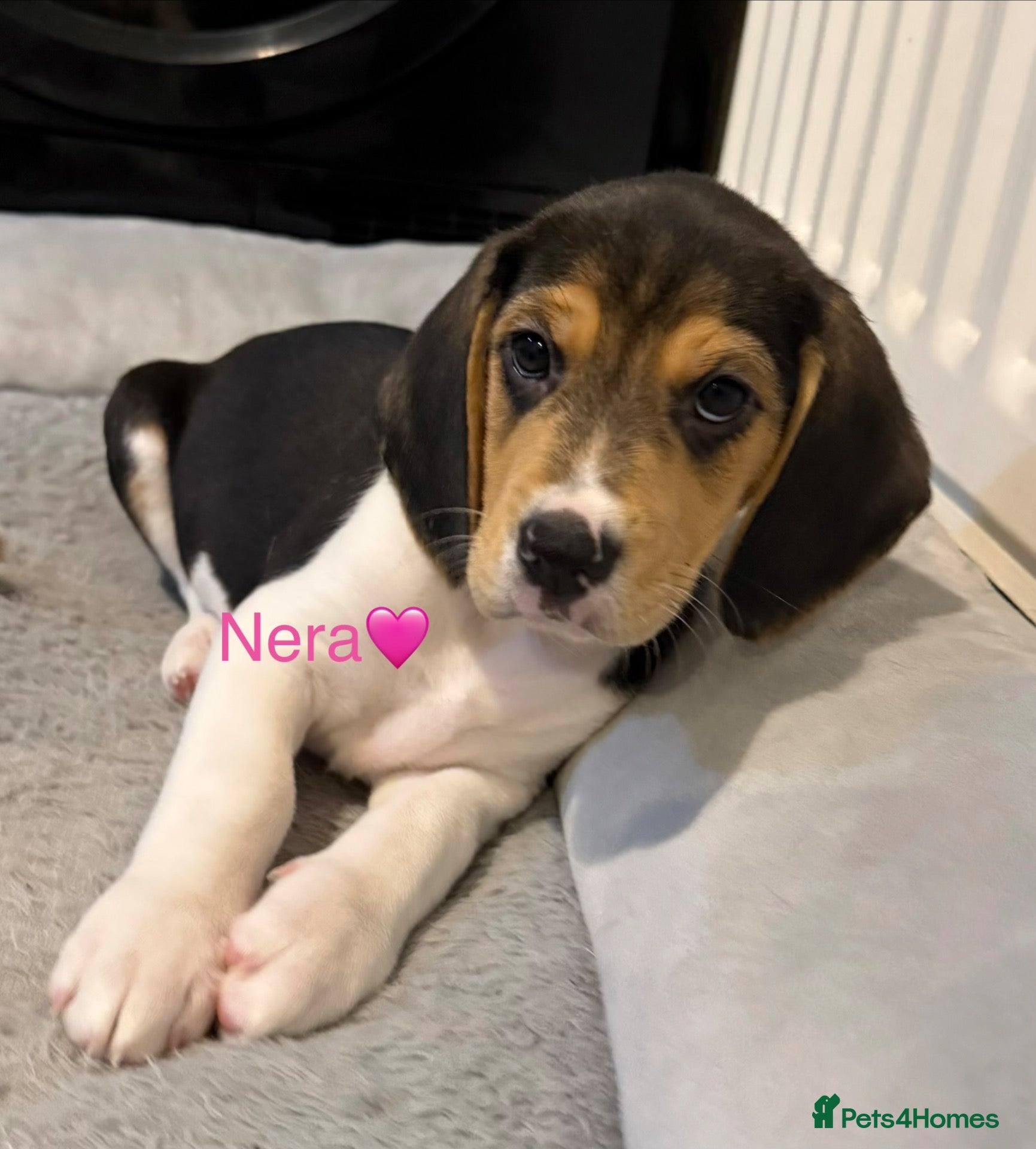 Beagle dogs for sale: Beagle puppies 🐶🐾 ready to leave!!🩷🩵 - Advert 10
