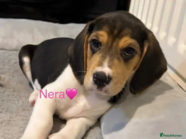 Beagle dogs for sale: Beagle puppies 🐶🐾 ready to leave!!🩷🩵 - Advert 10