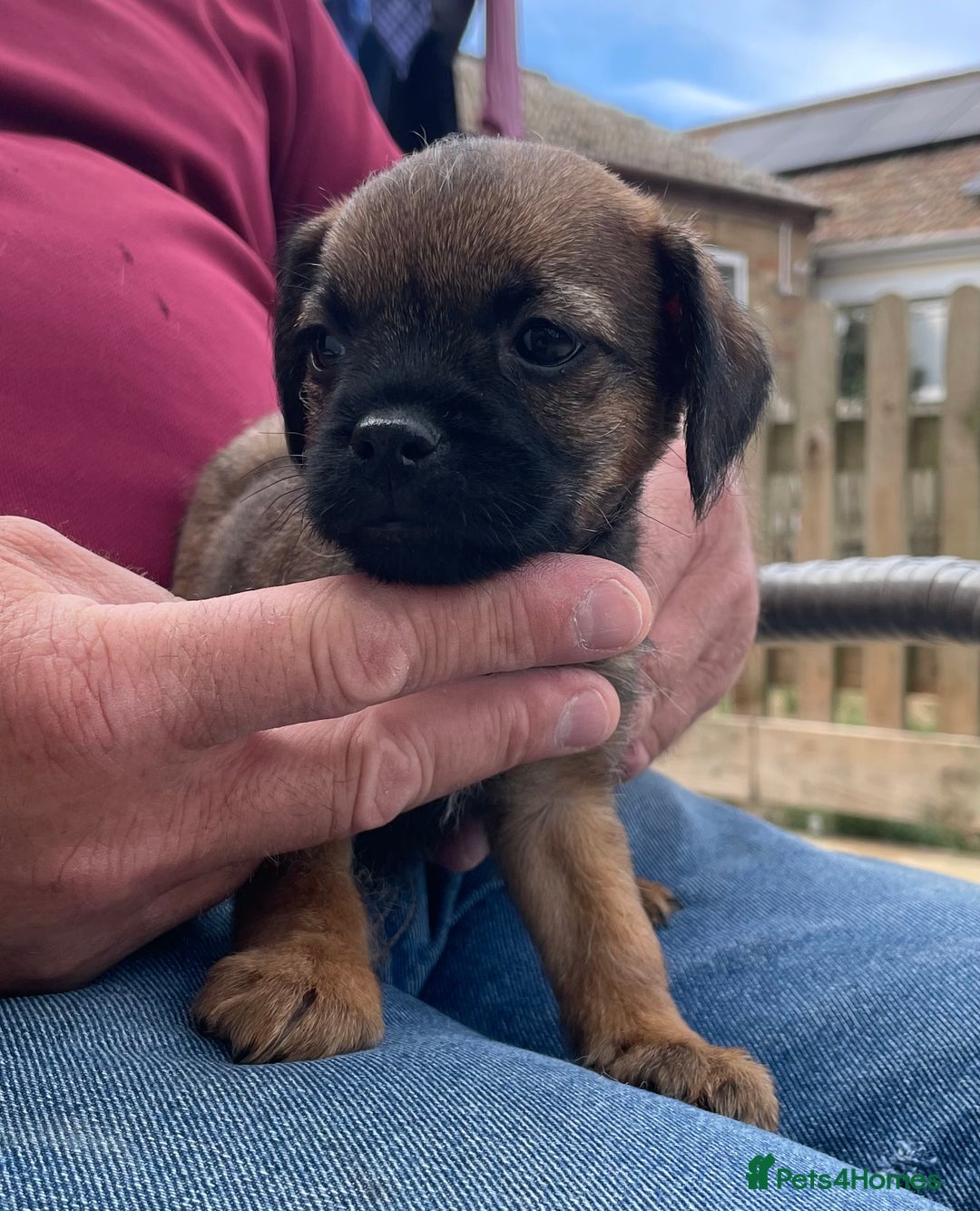 Border Terrier dogs for sale: Border terrier puppy’s  - Image 2