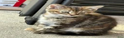 Mixed Breed cats for sale: 3 beautiful female kittens  - Advert 3