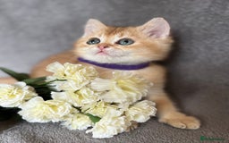 British Shorthair cats for sale: NY 12 British shorthair GCCF golden kittens  - Image 8