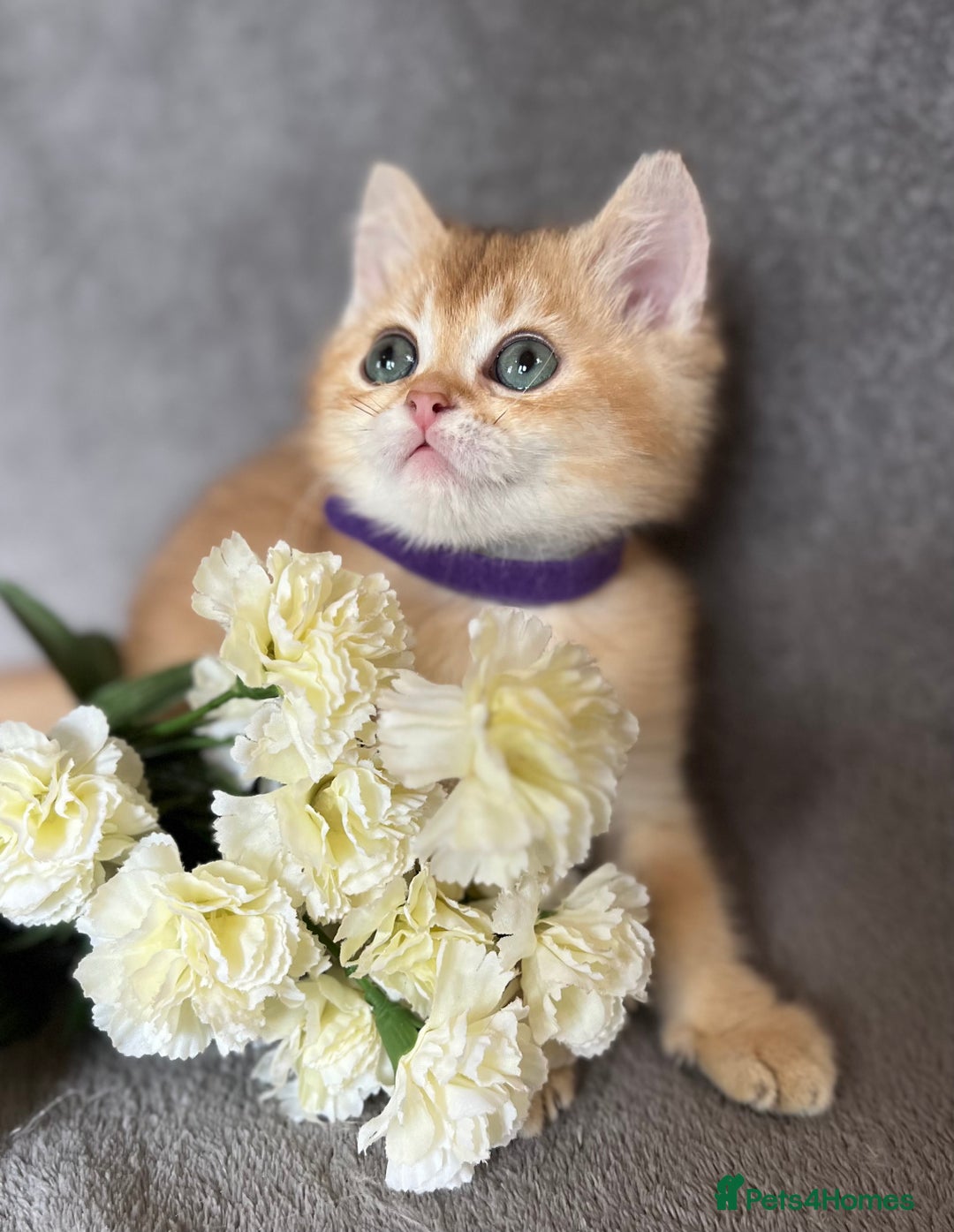 British Shorthair cats for sale: NY 12 British shorthair GCCF golden kittens  - Image 8
