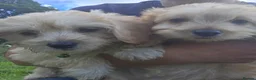 Cavapoo dogs for sale: Cavapoo Pups Bred From Health Tested Parents - Advert 4