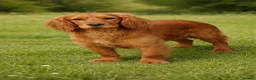 Cocker Spaniel dogs for sale: 💥STUNNING RED KC REG WORKING COCKERS FOR SALE💥 - Advert 2
