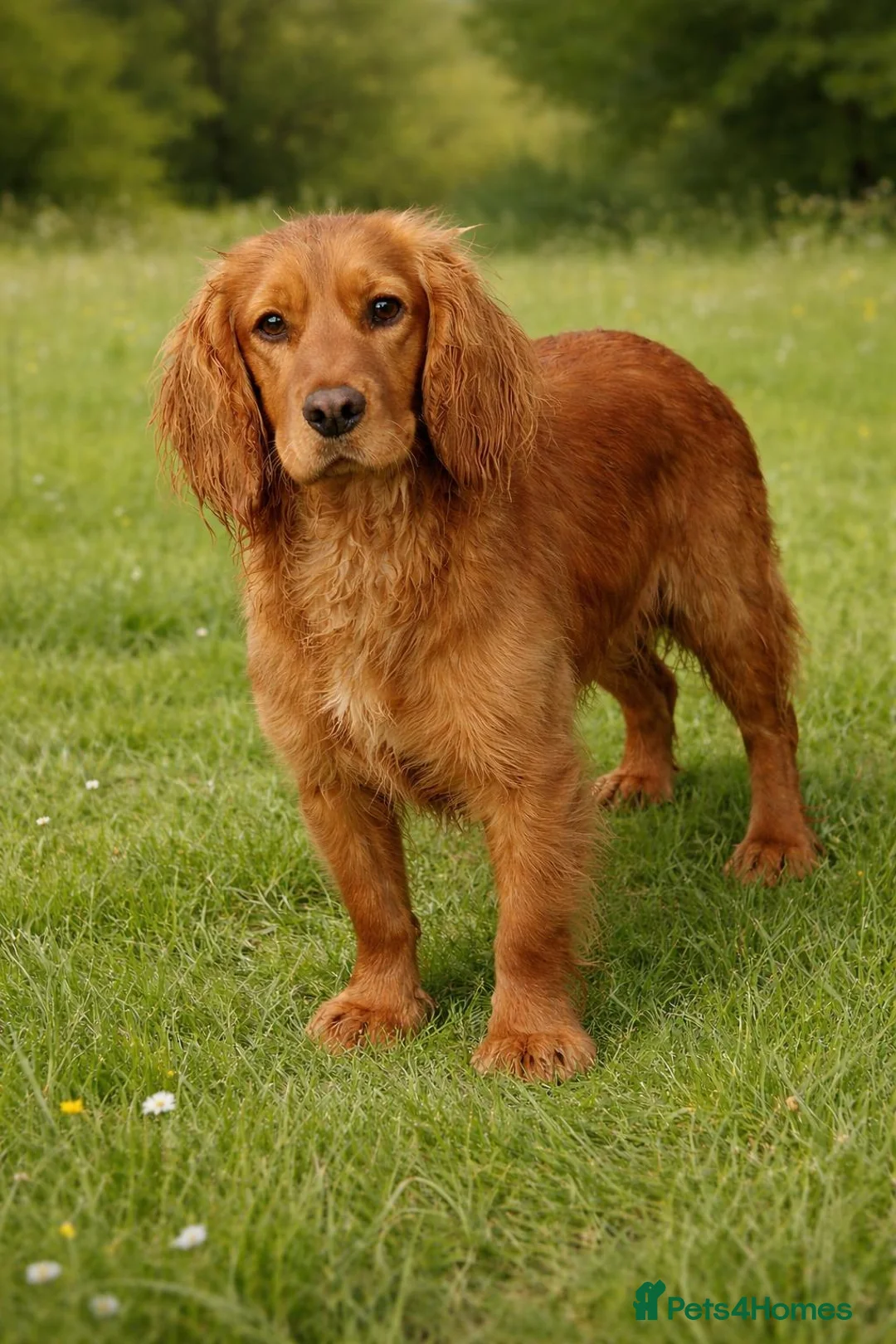 Cocker Spaniel dogs for sale: 💥STUNNING RED KC REG WORKING COCKERS FOR SALE💥 - Advert 2