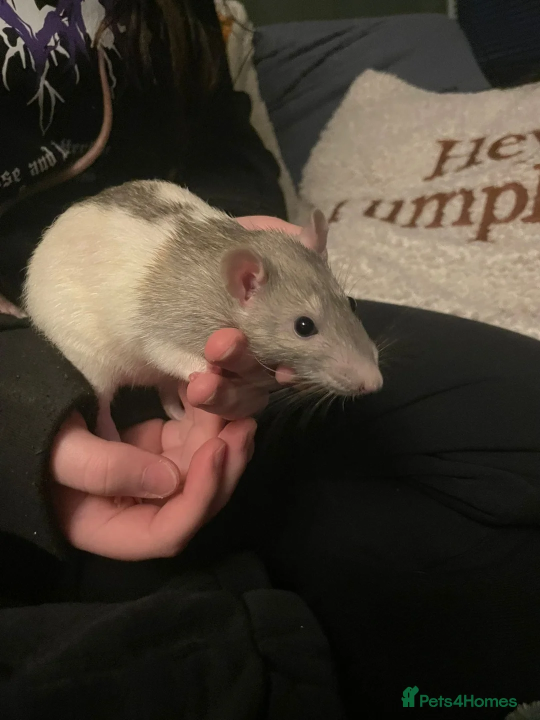 Rat rodents for sale: 2 beautiful male rats in Sale - Advert 5