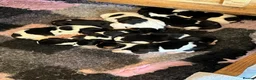 Basset Hound dogs for sale: Beautiful Tri colour Basset pups  - Advert 5