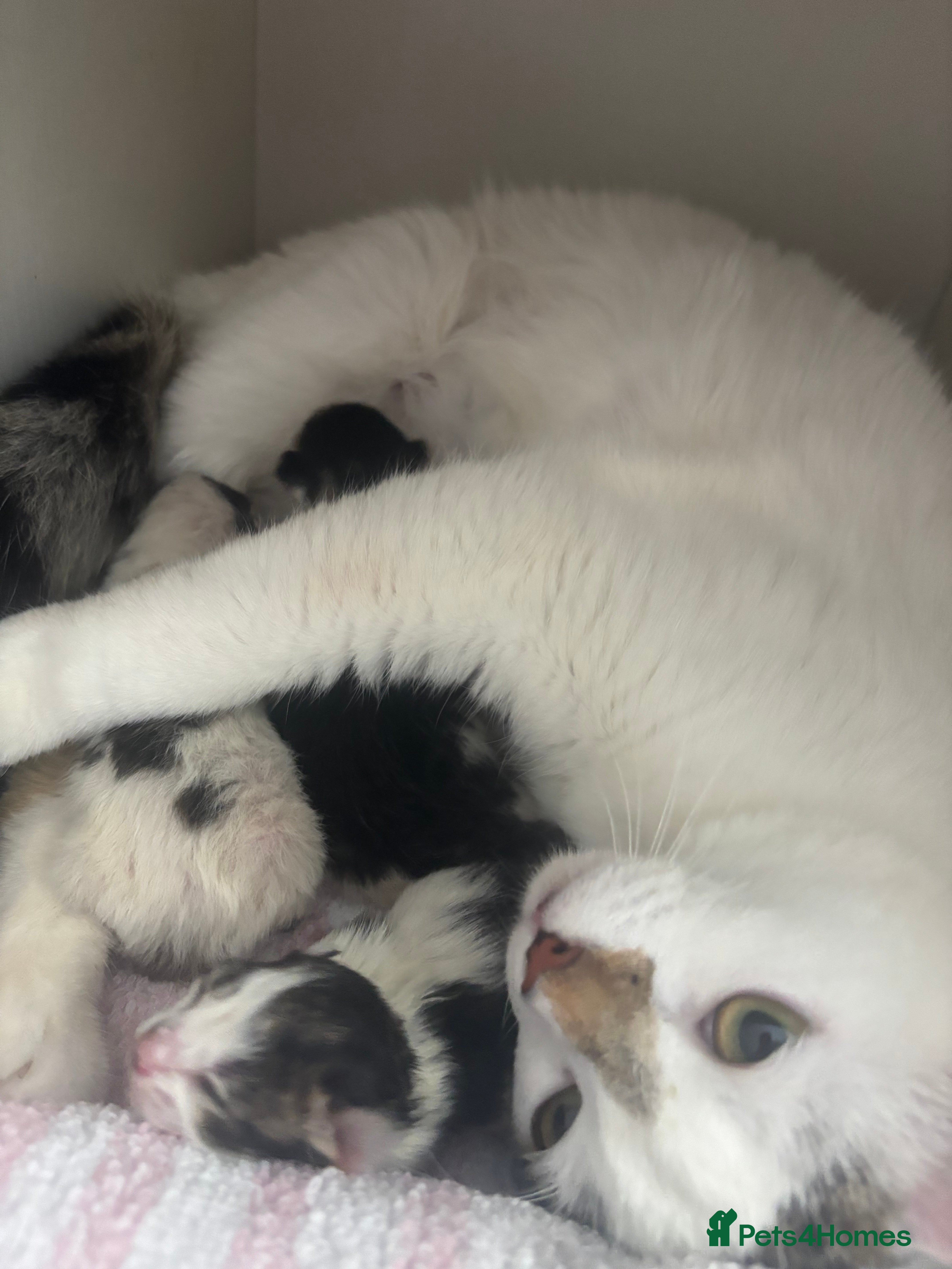 Mixed Breed cats Last little girl - Advert 1