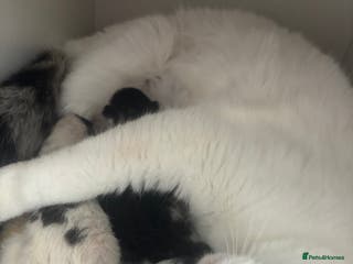 Mixed Breed cats Last little girl - Advert 1