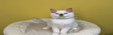 Oliver