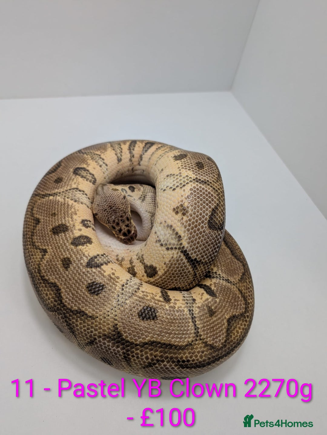 Python Snake reptiles for sale: Mixed morph ball pythons - Advert 11