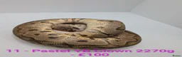 Python Snake reptiles for sale: Mixed morph ball pythons - Advert 8