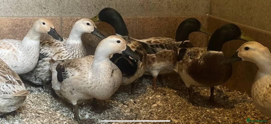 Ducks poultry for sale: Welsh Harlequin Pure - Image 2