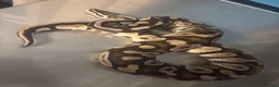 Python Snake reptiles for sale: Mixed Ball Python Sale - Advert 4