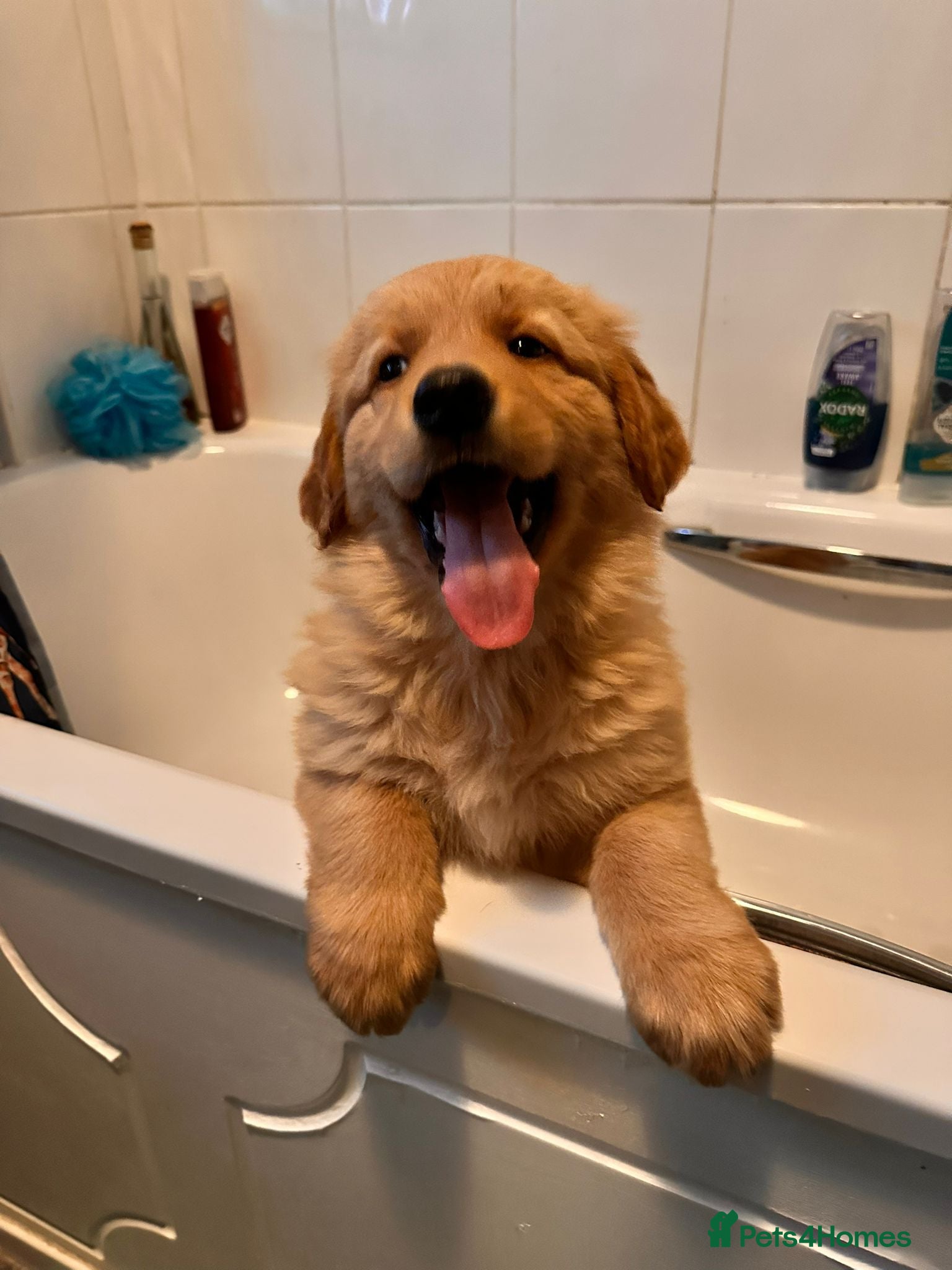 Mixed Breed dogs Golden shepherds - Advert 4