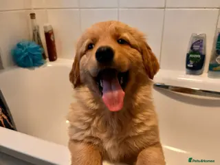 Mixed Breed dogs Golden shepherds - Advert 4