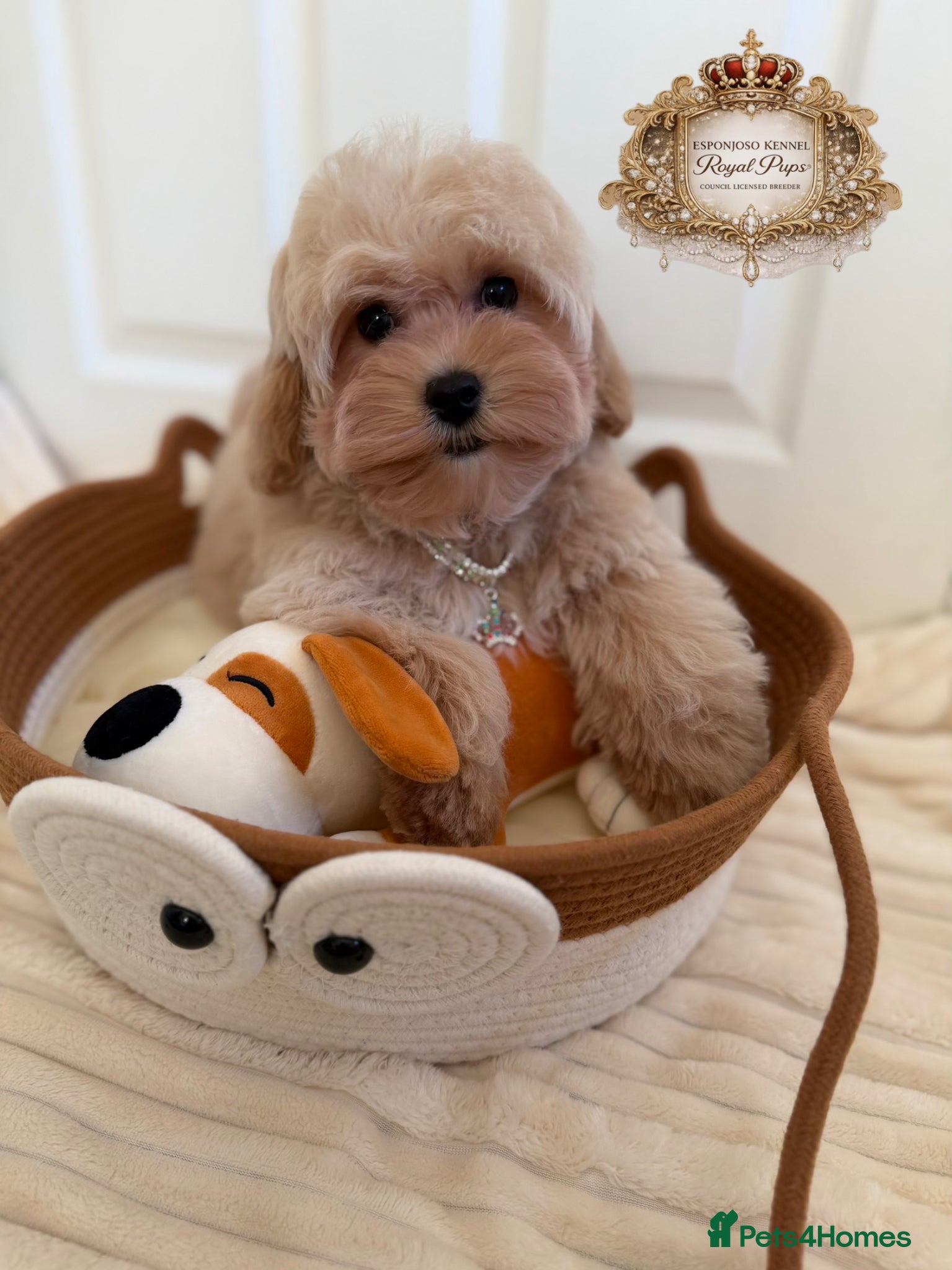 Maltipoo dogs ✨Exquisite F1 tiny Asian maltipoo Champion blood✨ - Advert 17