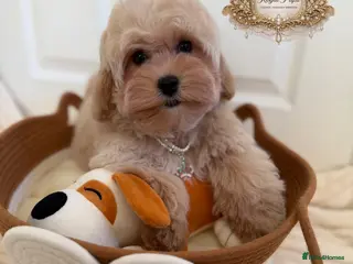 Maltipoo dogs ✨Exquisite F1 tiny Asian maltipoo Champion blood✨ - Advert 17