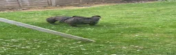 French Bulldog dogs for stud: Standard brindle stud  - Advert 14