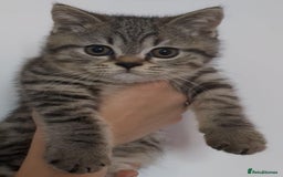 British Shorthair cats for sale:  Ready now. British shorthair kittens  - Image 3